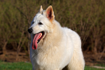 White German Shepherd