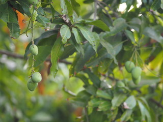 Green fruit Scientific name Mangifera indica L. Var., Light mango on tree in garden blurred of nature background