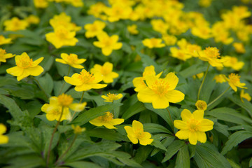 Obraz premium First flowers in springtime: Eranthis hyemalis. Eranthis hyemalis is a plant found in Europe, which belongs to the family Ranunculaceae. The plant is small, it has large, yellow, cup-shaped flowers.