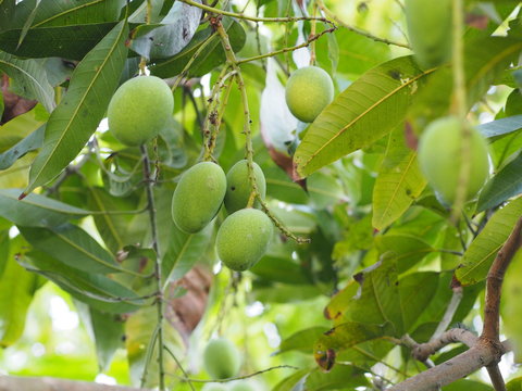 Green fruit Scientific name Mangifera indica L. Var., Light mango on tree in garden blurred of nature background