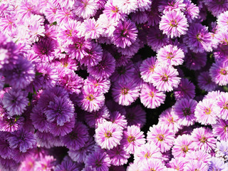 Top view purple blooming flower field.