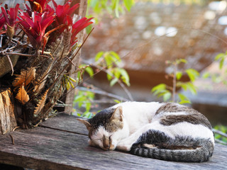 Sleeping cap lying on wooden table