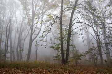 Dark trees and fallen leaves in fog during autumn