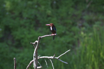 Koh Phangan Island, Surat Thani, Thailand