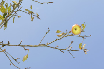 Apfel am Ast