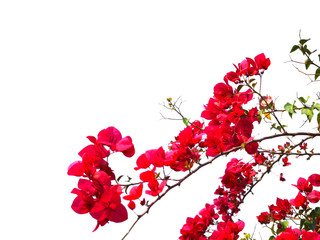 Red Bougainvillea flower for natural summer background.