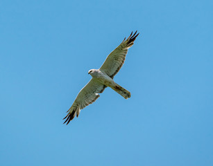 Obraz premium Lun soar in the sky