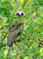 A long-eared owl sits on tree branches