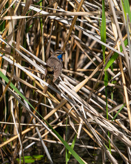 Moustached Titmouse on the Swamp
