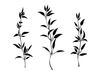 Set of hand drawn silhouette of plants with leaves. Elegant wild herbs vector  illustration. Black isolated image on white background