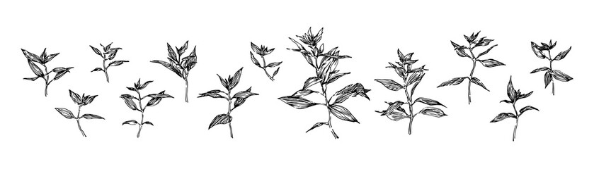 Set of hand drawn plants with leaves. Stylized sketch decorative wild herbs vector illustration. Black isolated image on white background