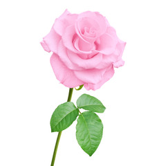 Blooming Pink Rose Flower Isolated on White Background