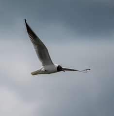 Fototapeta na wymiar A seagull flies across a cloudy sky