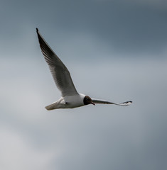 A seagull flies across a cloudy sky