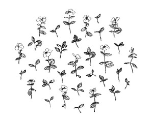 Set of hand drawn wild plants with leaves and flowers. Stylized sketch decorative herbs vector illustration. Black isolated image on white background
