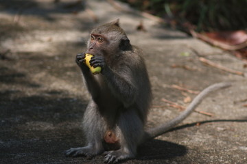 Koh Phangan Island, Surat Thani, Thailand