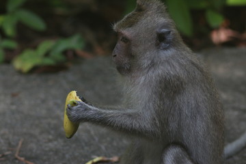 Koh Phangan Island, Surat Thani, Thailand