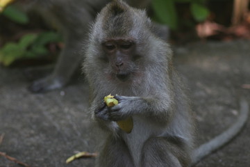 Koh Phangan Island, Surat Thani, Thailand