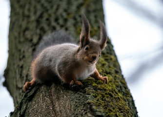 A squirrel sits on a tree with its face down above the camera.