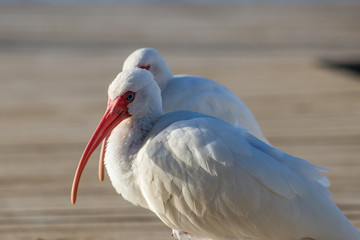Two American White Ibis birds
