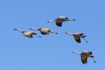 Migrating Greater Sandhill Cranes in Monte Vista, Colorado