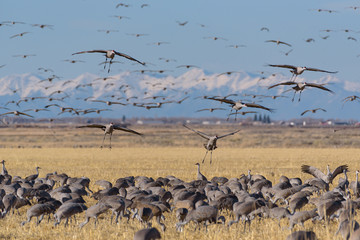 Migrating Greater Sandhill Cranes in Monte Vista, Colorado
