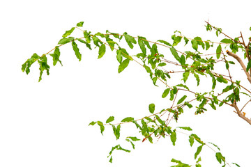 Indoor plant isolated on white