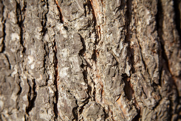 Wood bark background tree trunk close-up