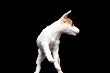 Jack Russell puppy in a jump on a black background