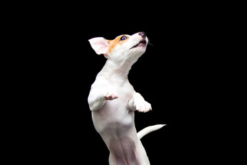 Jack Russell puppy in a jump on a black background
