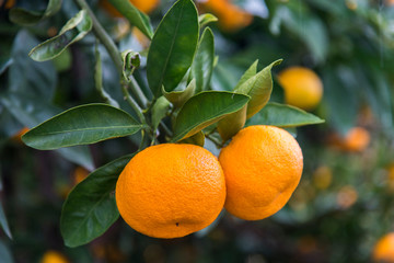 Branch of a tree with ripe tangerines close-up on a blurred background