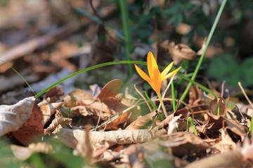 Yellow Crocus flavus flower in the spring forest