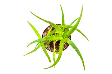 Indoor plant isolated on white