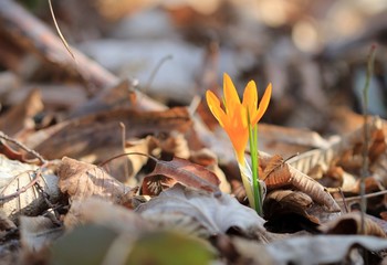 Yellow Crocus flavus flower in the spring forest