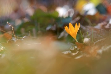 Yellow Crocus flavus flower in the spring forest
