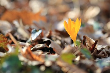 Yellow Crocus flavus flower in the spring forest