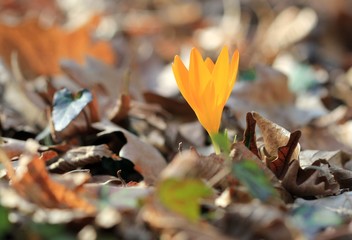 Yellow Crocus flavus flower in the spring forest