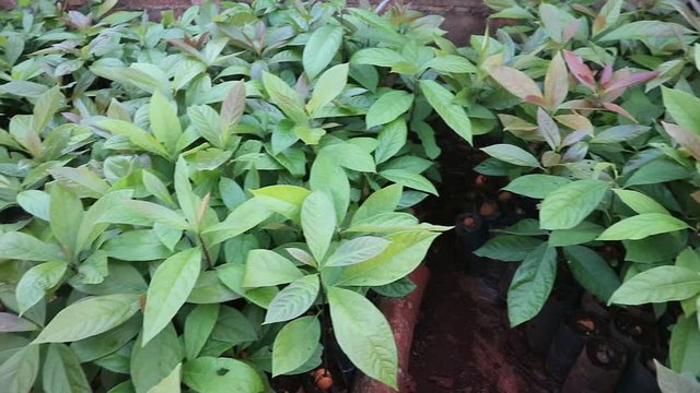 vedeo Garden of avocado seedlings in the nursery 