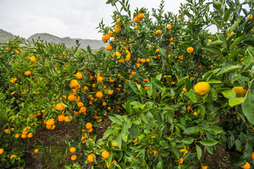 Branch of a tree with ripe tangerines close-up on a blurred background