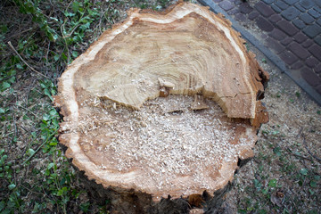 Freshly cut tree top view. Stump with sawdust in the park. Felling old trees in the city.