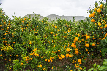 Branch of a tree with ripe tangerines close-up on a blurred background