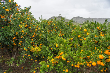 Branch of a tree with ripe tangerines close-up on a blurred background
