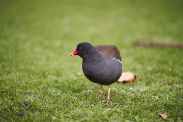 The common moorhen, Gallinula chloropus, also known as the waterhen, the swamp chicken, and as the common gallinule is a bird species in the rail family, Rallidae. It is distributed across world.