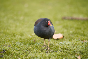 The common moorhen, Gallinula chloropus, also known as the waterhen, the swamp chicken, and as the common gallinule is a bird species in the rail family, Rallidae. It is distributed across world.