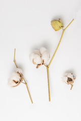 Cotton bolls isolated on white background