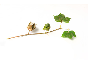Cotton bolls isolated on white background