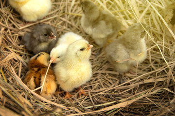 Colorful chicks group from color chicken color eggs easter egger and olive egger on background the pile straw in a poultry farm.
