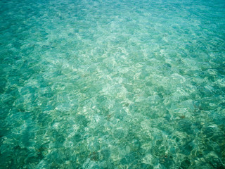 Naklejka na ściany i meble little fishes fighting for food in the crystal clear turquoise water in Semporna, Malaysia.