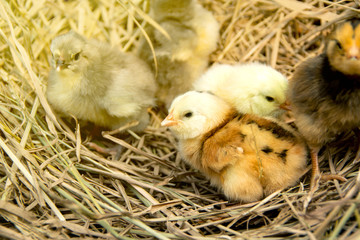 Colorful chicks group from color chicken color eggs easter egger and olive egger on background the pile straw in a poultry farm.