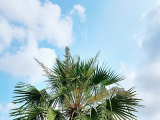 Low Angle View of Palm Tree Top Against Cloudy Sky